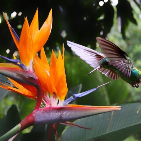 Colourful hummingbirds