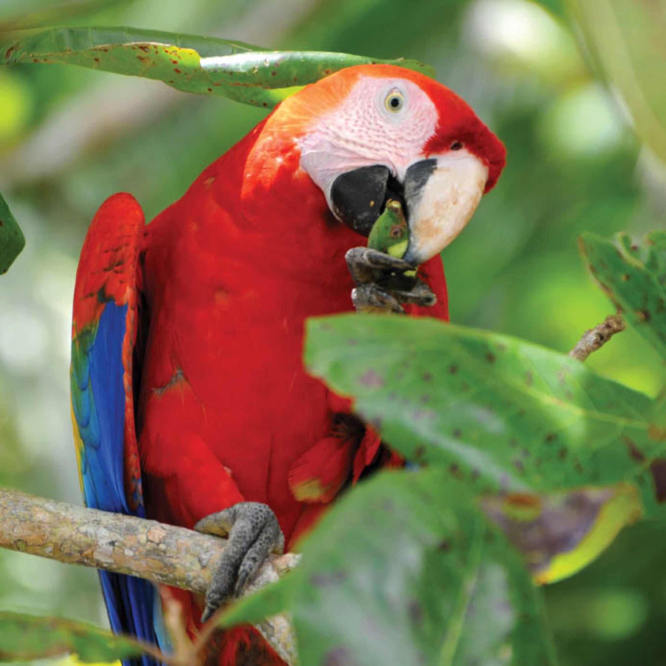 Tanager Flora and fauna of Costa Rica Journey Latin America Tanager Flora and fauna of Costa Rica Journey Latin America