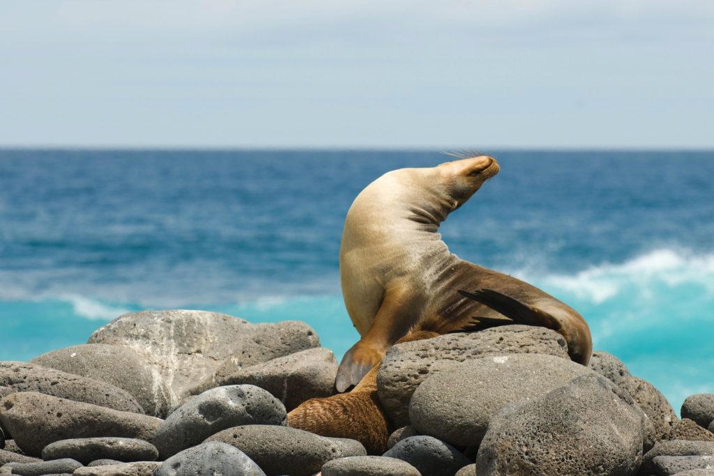 Sea lion sunbathing on rocks in the Galapagos