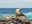 ShutterStock © Sea lion sunbathing on rocks in the Galapagos