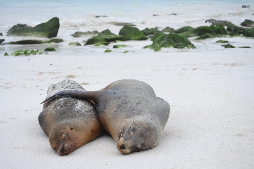 GAL_SeaLion_JMS_staff (1)(1)