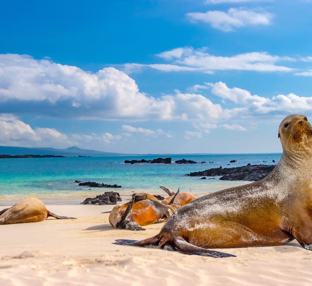 Sea lions on a sandy beach in the Galapagos