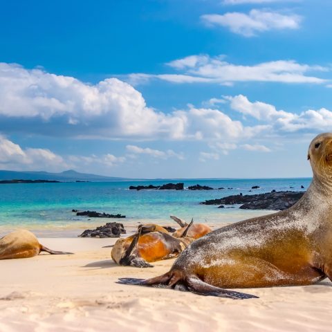 Sea lions on a sandy beach in the Galapagos