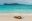 GAL_SeaLion_Shutterstock_1384084169 GAL_SeaLion_Shutterstock_1384084169