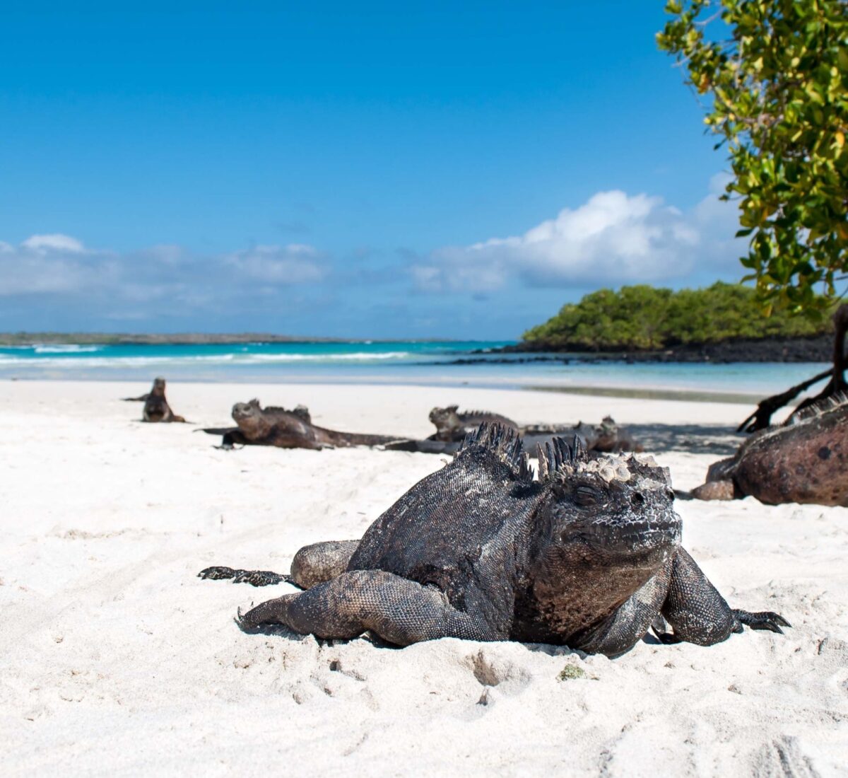 Marine Iguanas sitting in the sand in the Galapagos