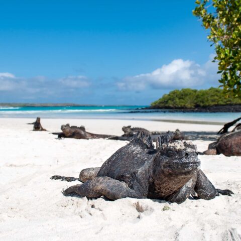 Marine Iguanas sitting in the sand in the Galapagos