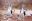 ShutterStock © Blue footed booby, Galapagos