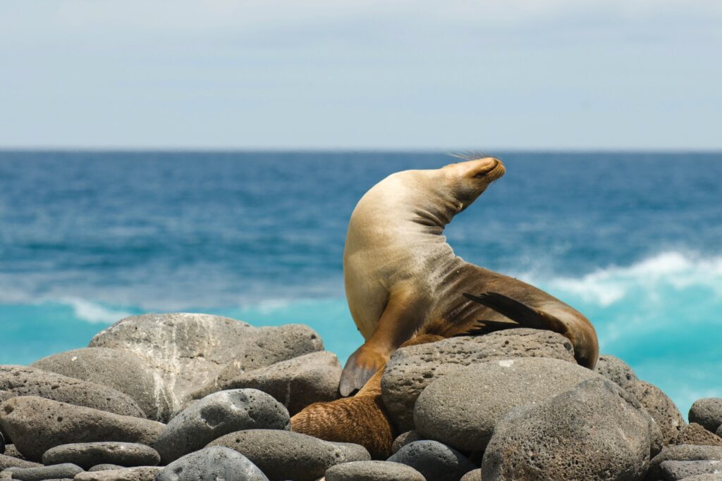 Sea lion sunbathing on rocks in the Galapagos