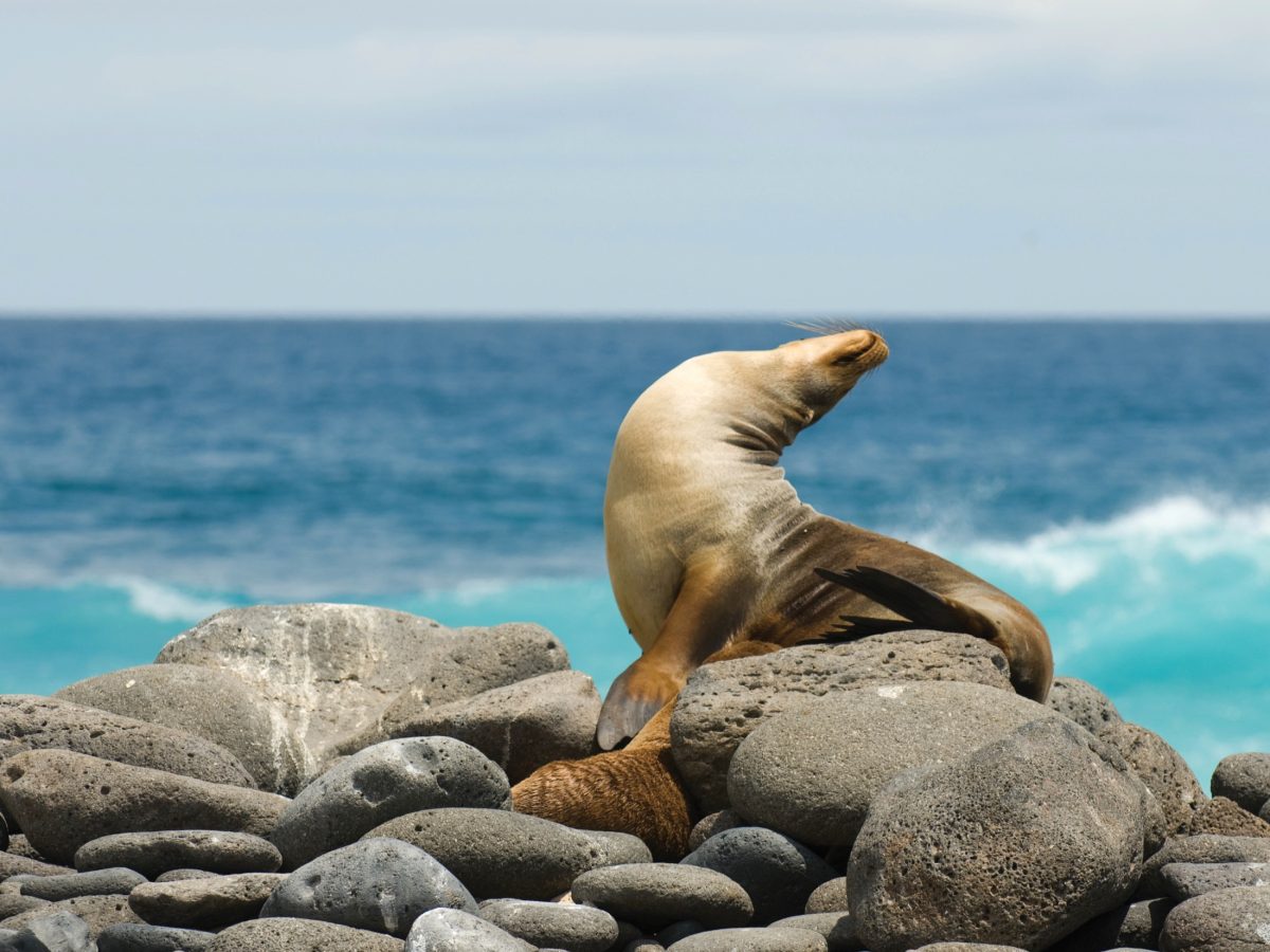 Sea lion sunbathing on rocks in the Galapagos