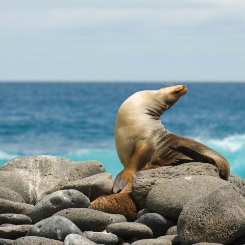 Sea lion sunbathing on rocks in the Galapagos