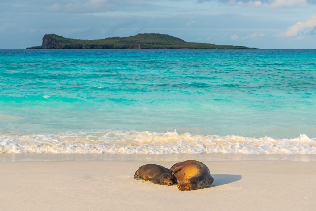 GAL_SeaLion_Shutterstock_1384084169