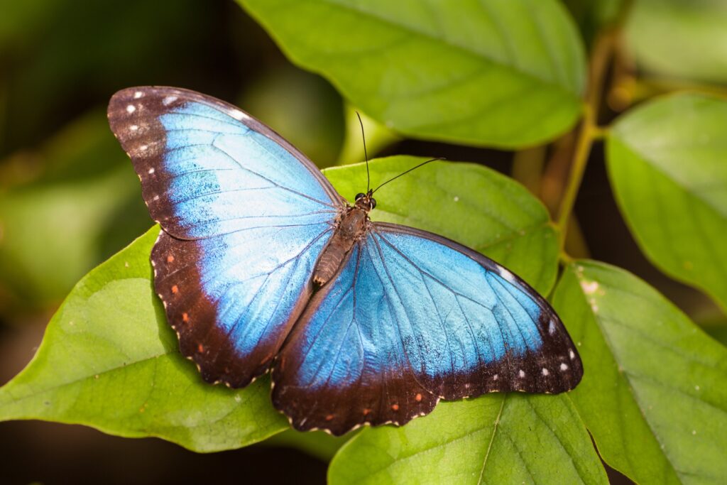 MorphoButterfly_shutterstock_381046480