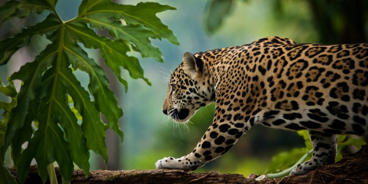 BEL_Jaguar_Shutterstock_1017264547(1)