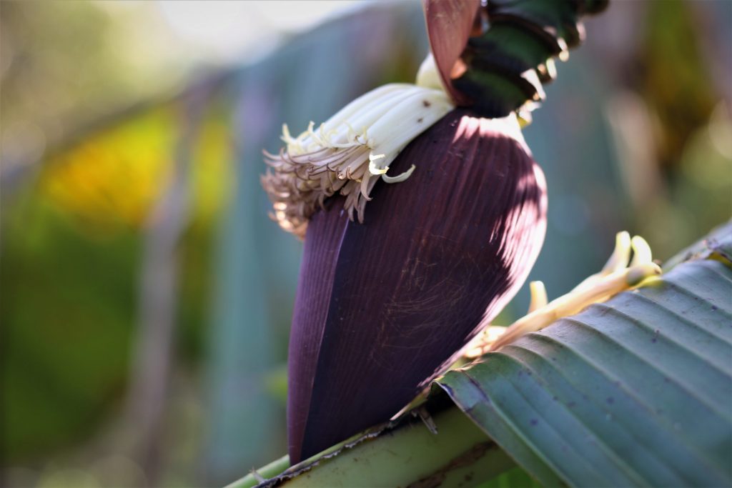 HON_Banana_Flower_shutterstock_1650500275