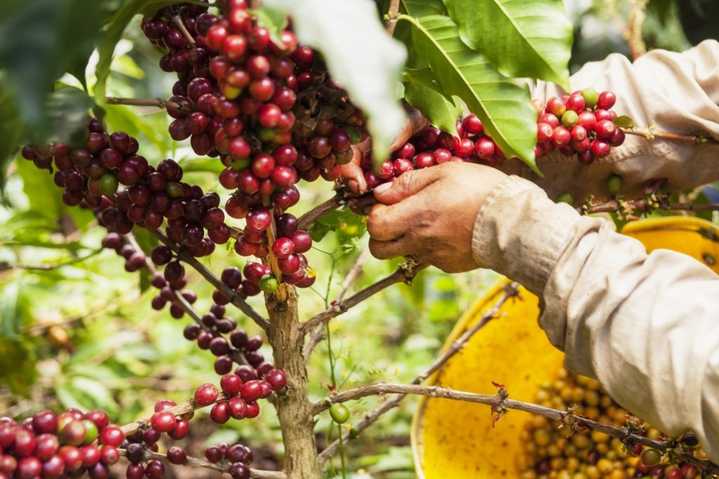 NIC_Coffee_shutterstock_516936955