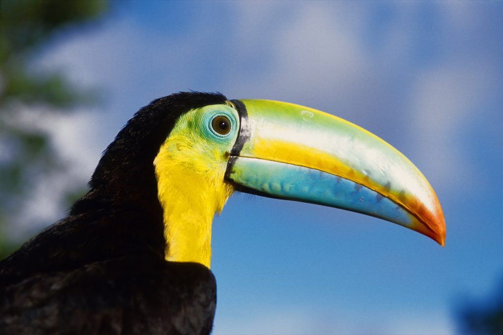 ANCON EXPEDITIONS ©