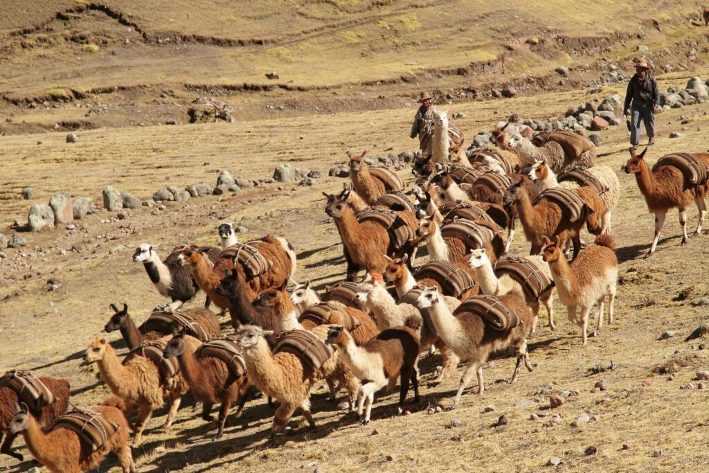 ANDEAN LODGES ©