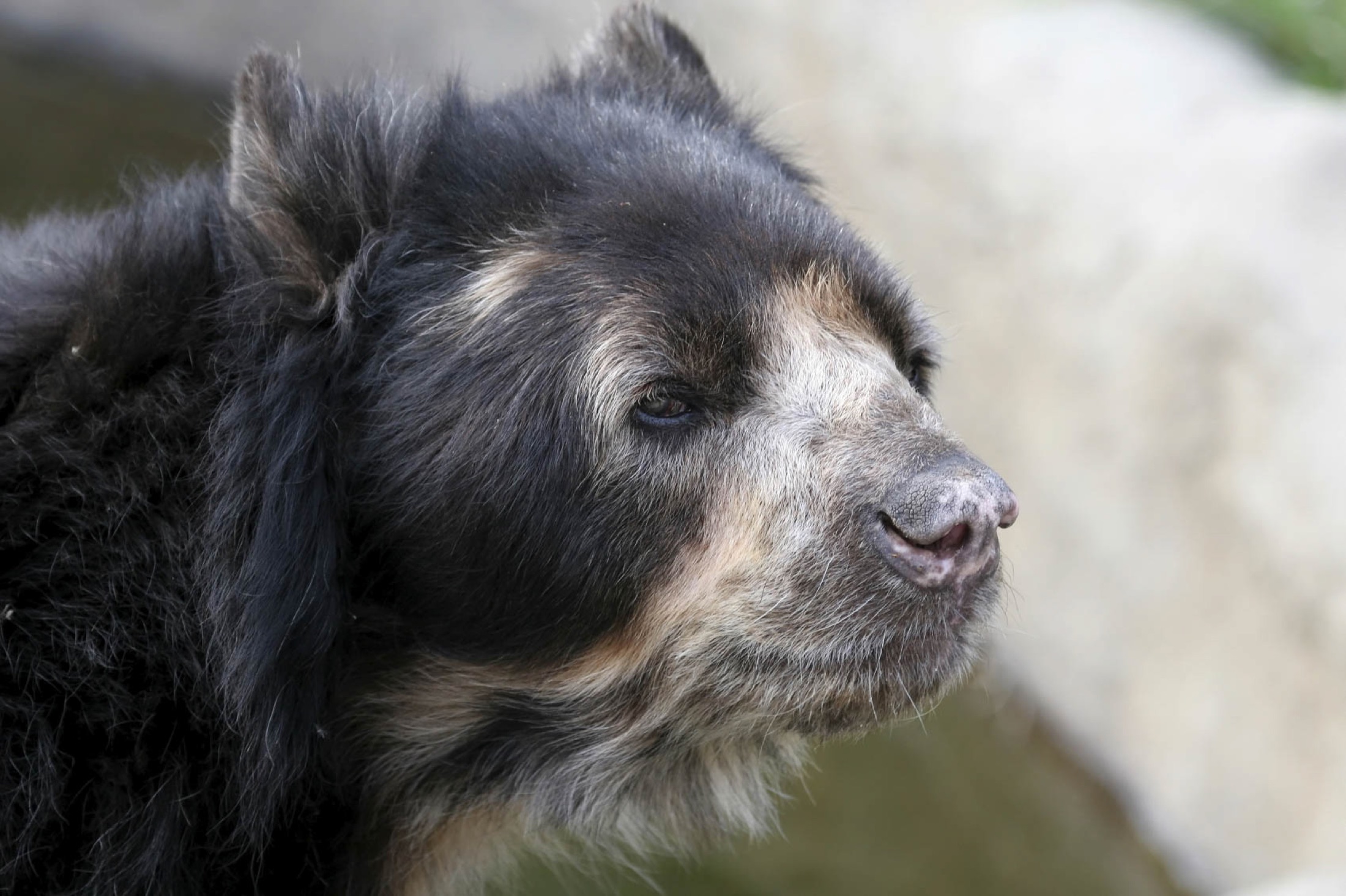 Spectacled Bear head