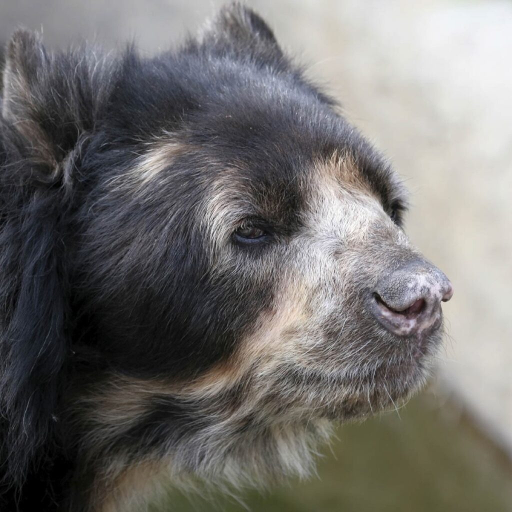 Spectacled Bear head
