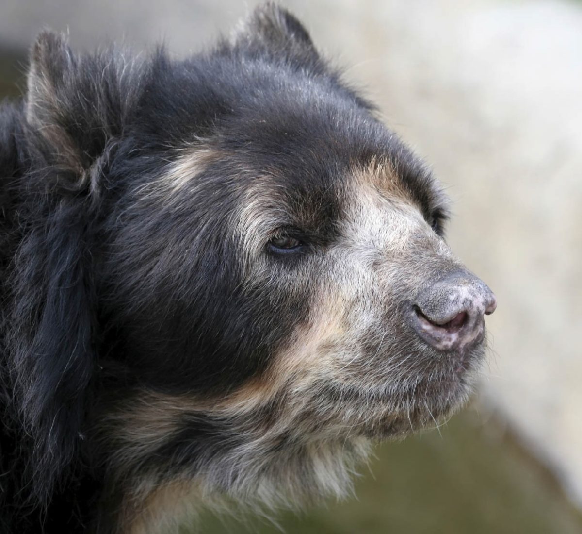 Spectacled Bear head