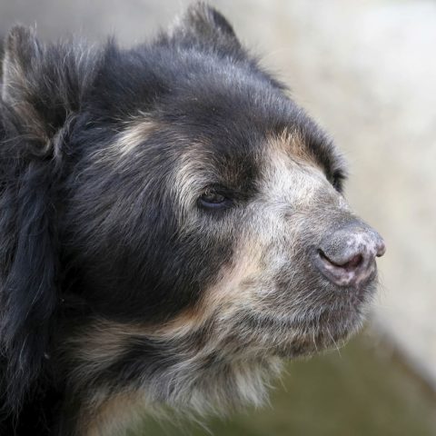 Spectacled Bear head