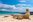 GAL_SeaLion_Shutterstock_1368436697 Sea lions on a sandy beach in the Galapagos