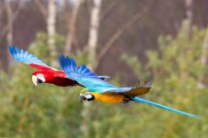 Macaw