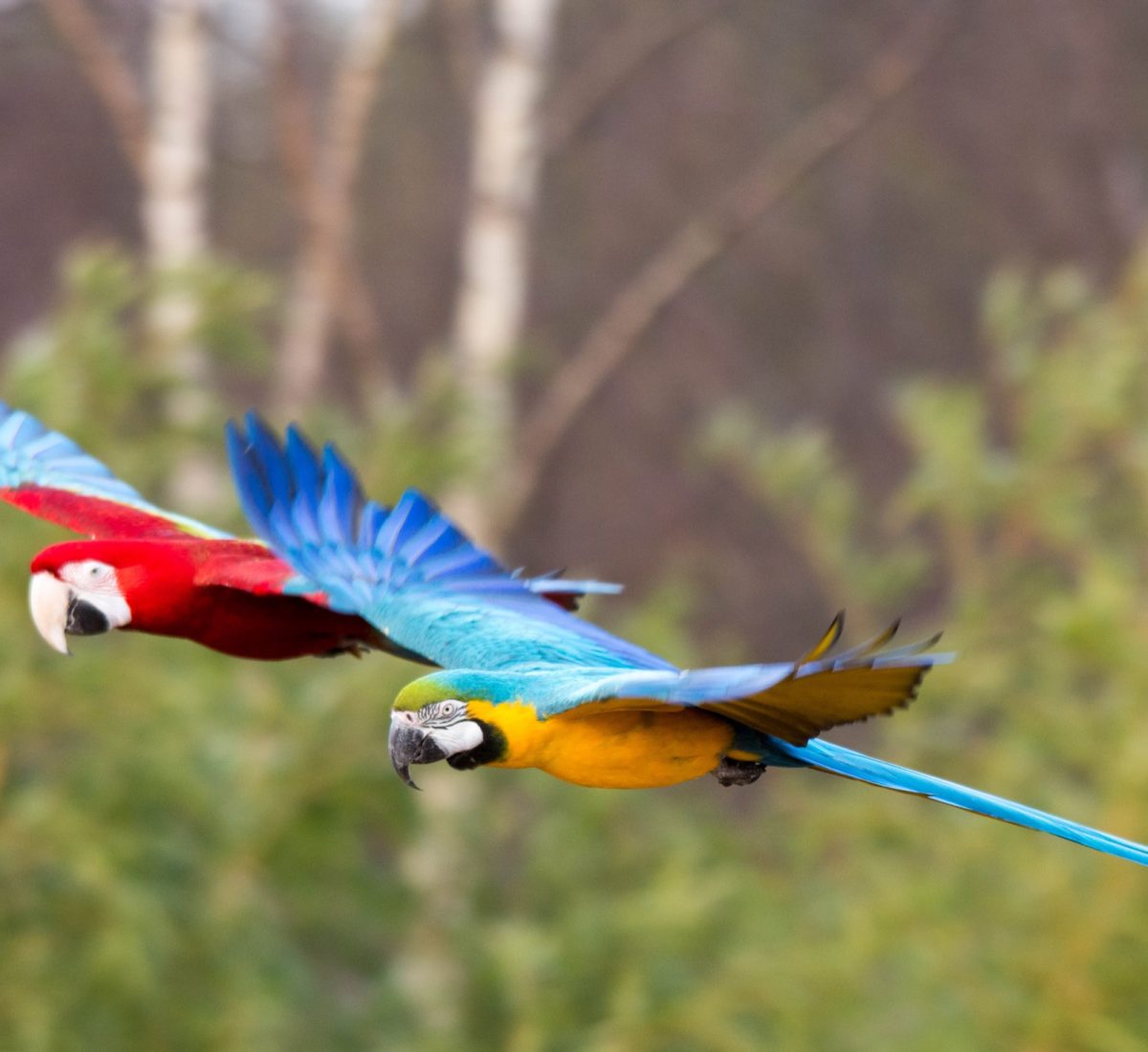 Colourful Macaws flying over the Amazon