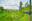 PER_Cusco_HiramBingham_BELMOND_supplier (10) Train passing through greenery in the Peruvian Andes