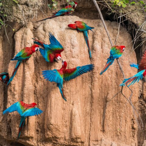 PER_Amazon_ParrotCLayLick_Shutterstock_161805821