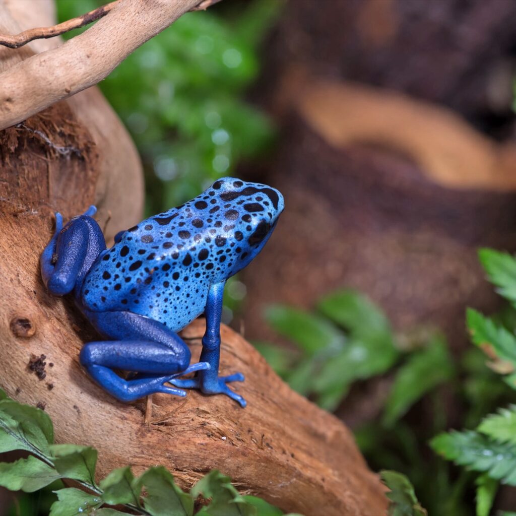 Blue spotted poison dart frog in the jungle