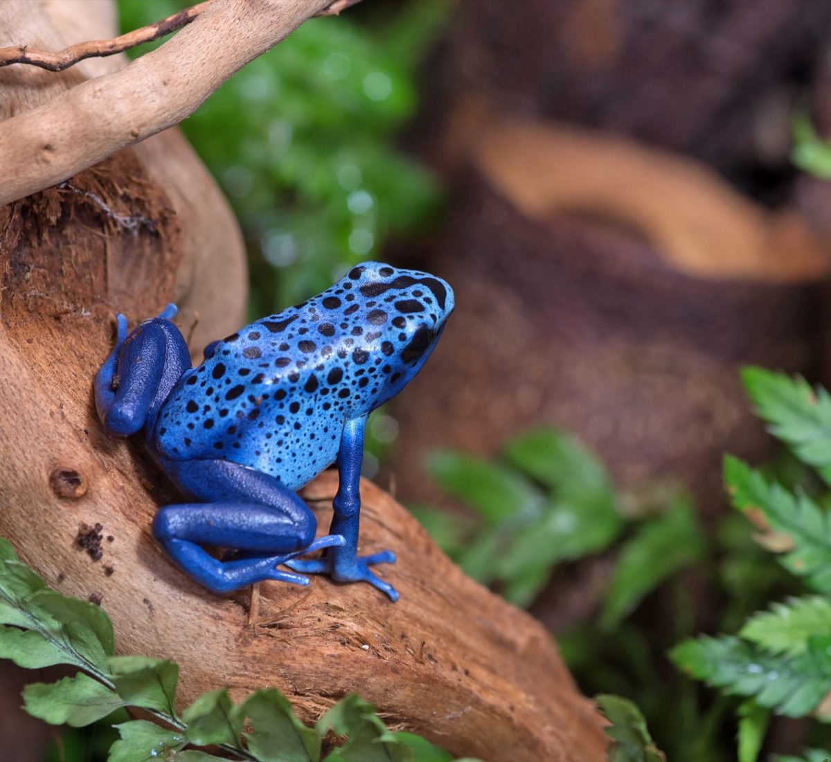 Blue spotted poison dart frog in the jungle