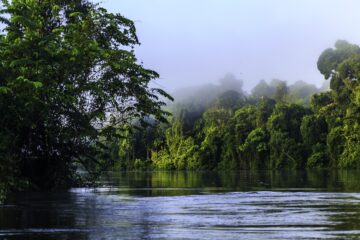 Mist over the sur river