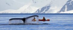 Ocean Endeavour