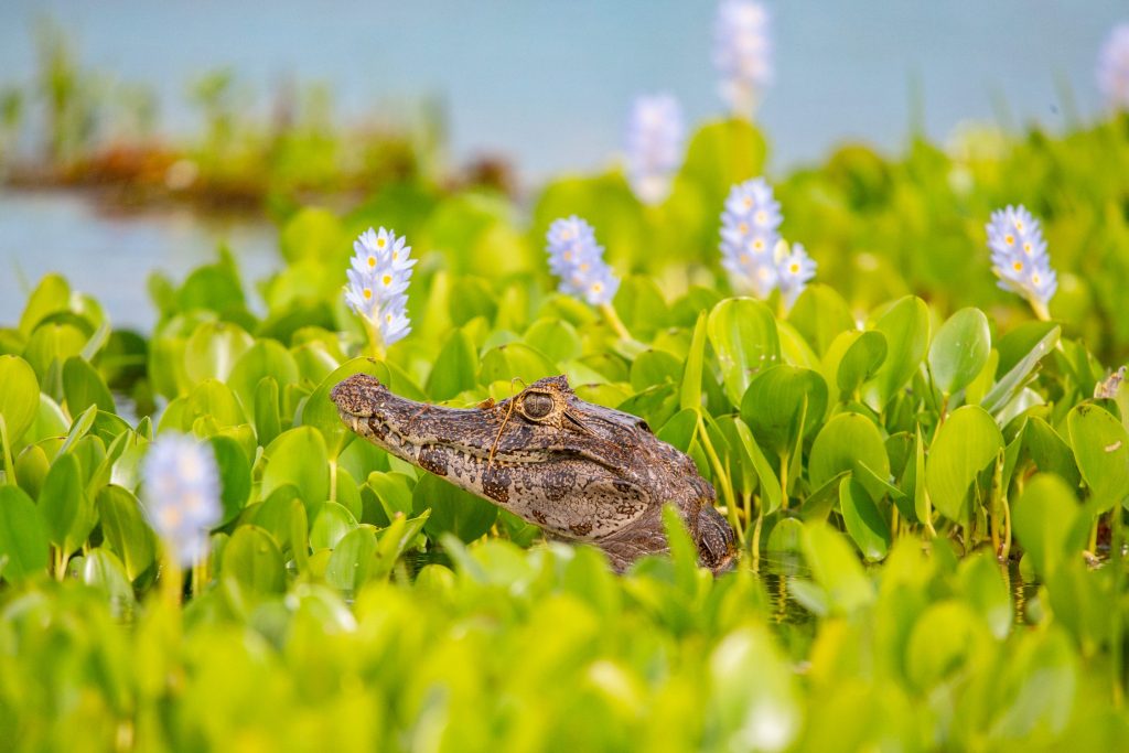 ARG_Ibera Wetlands_Puerto Valle_Caiman – Hotel Puerto Valle – Argentina7
