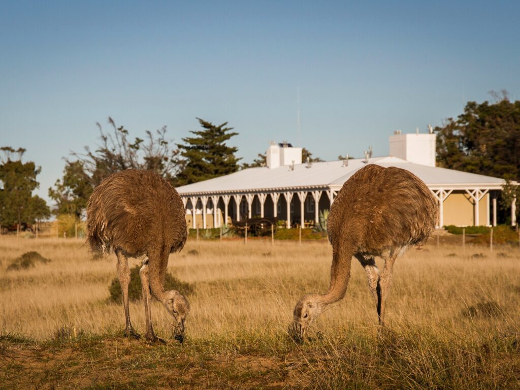 Two ostriches outside Estancia Rincon Chico