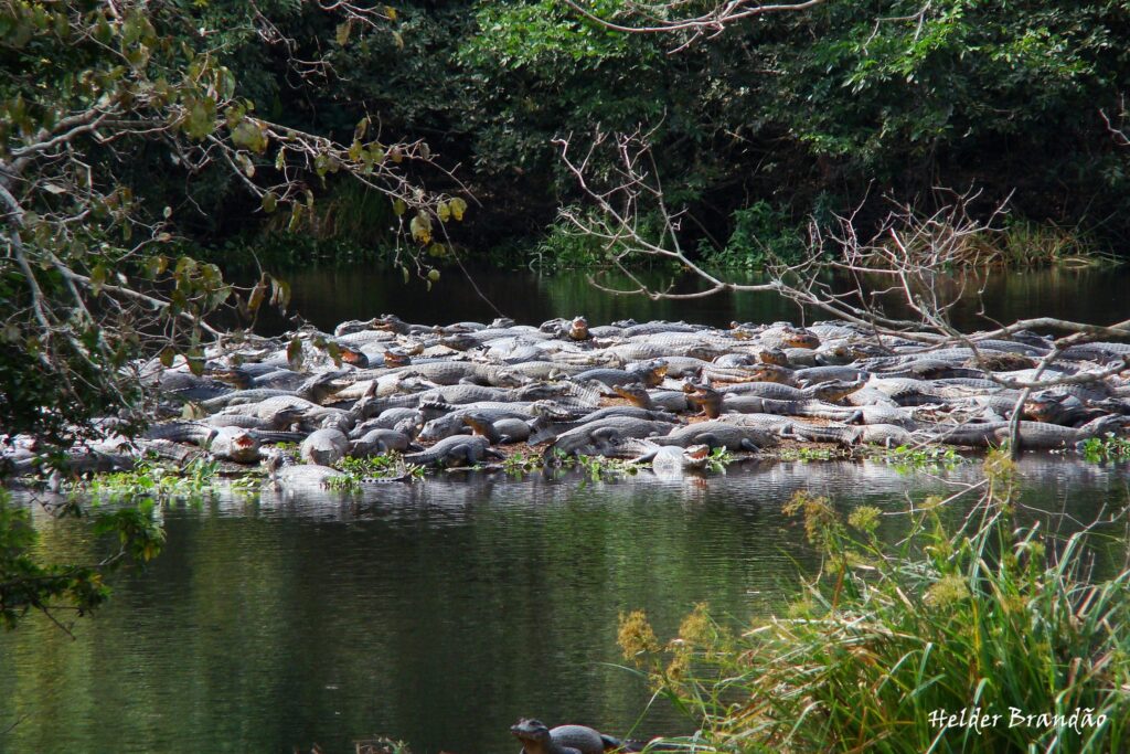 Refugio Caiman