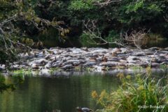 Refugio Caiman