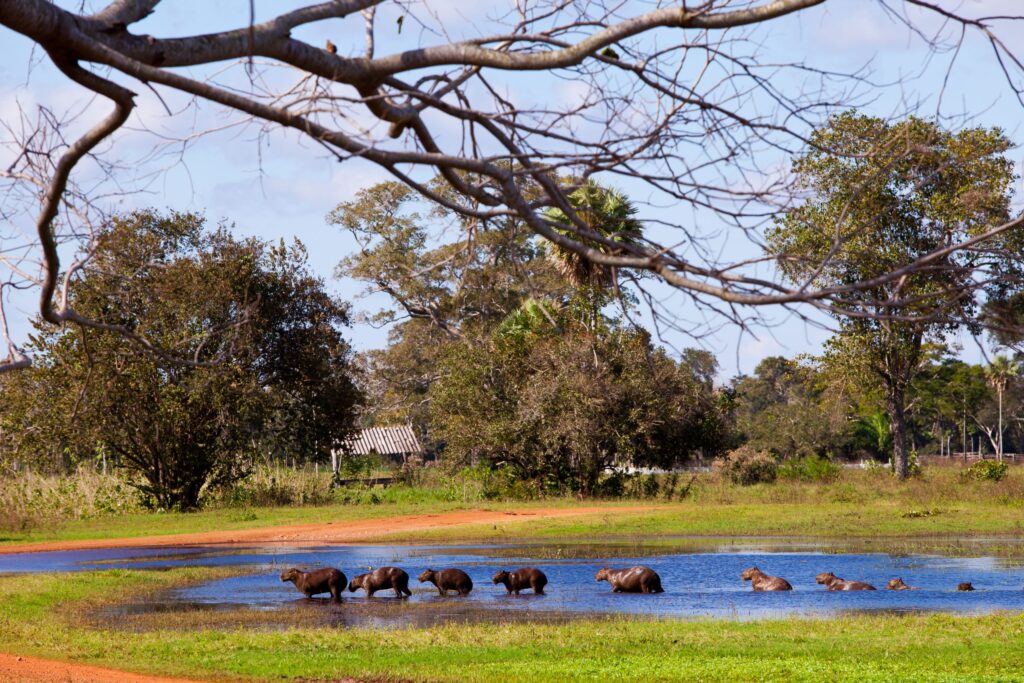 Refugio Caiman