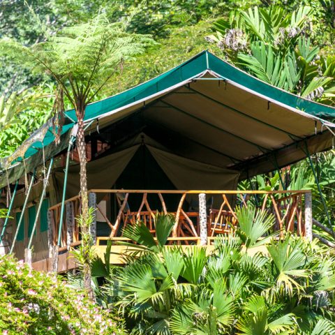 Rafiki Safari Lodge