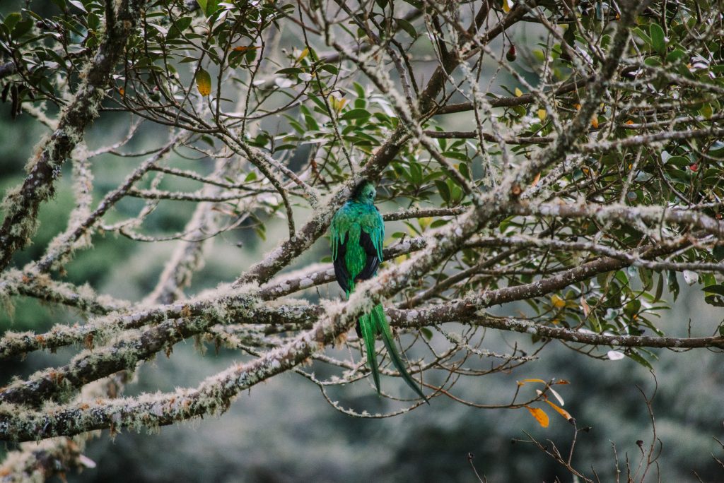 Trogon Lodge