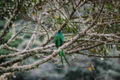 Trogon Lodge