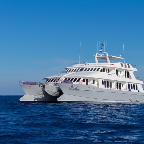 ROYAL GALAPAGOS © ROYAL GALAPAGOS ©