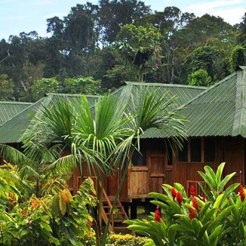 Eco Amazonia