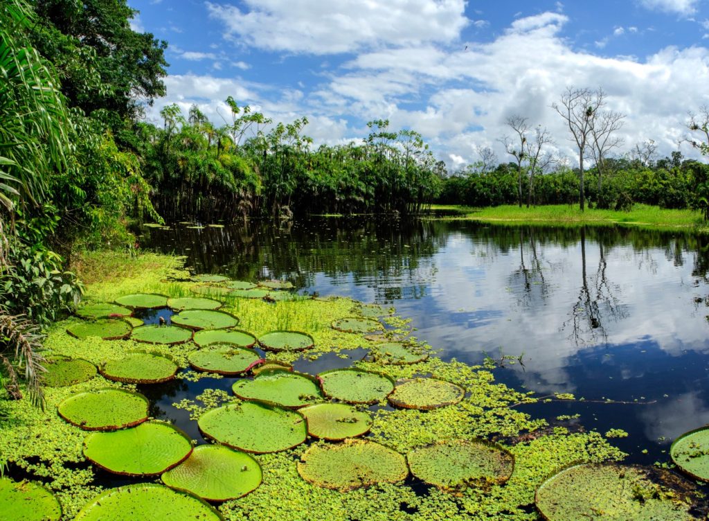 The Peruvian Amazon