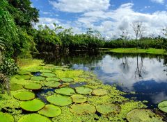 The Peruvian Amazon