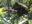 PER_ThePeruvianAmazon_PampaHermosaEcolodge (3)