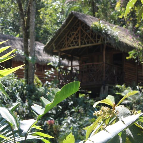 PER_ThePeruvianAmazon_PampaHermosaEcolodge (3)