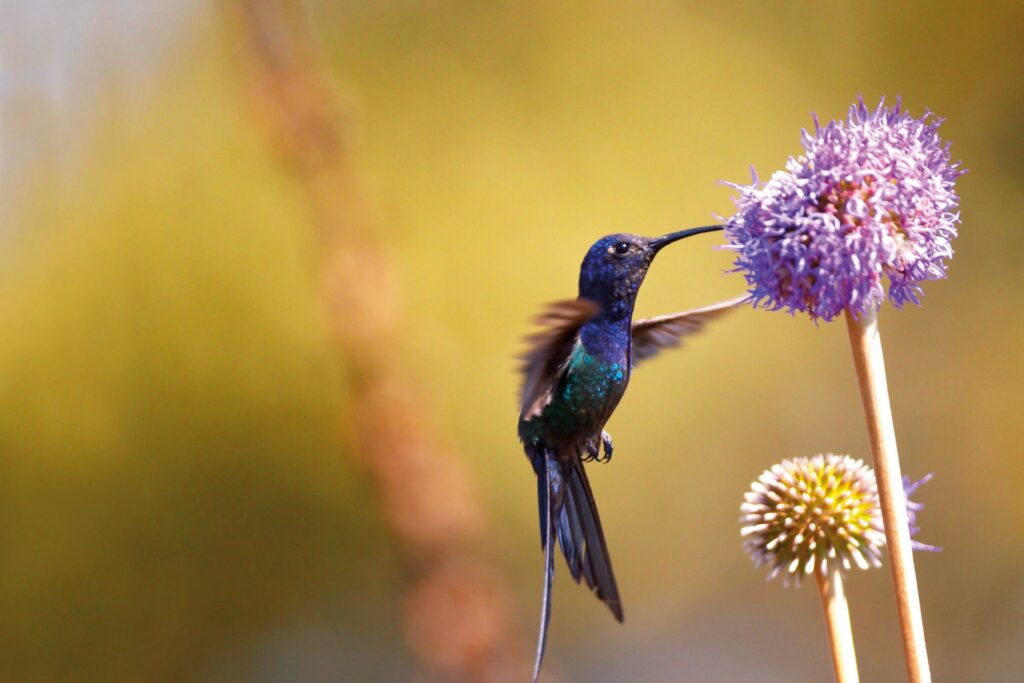 Hummingbird