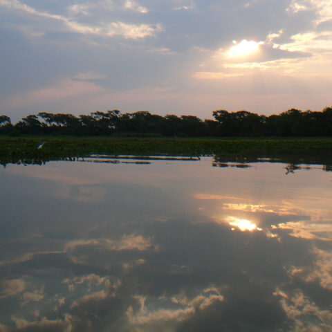 Pantanal view